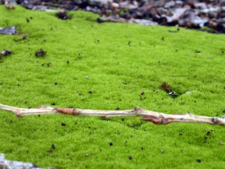 Green grass - Free Stock Photo