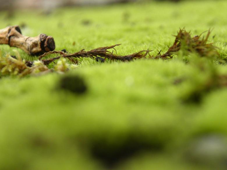 Free stock image of Green grass created by collin votrobeck