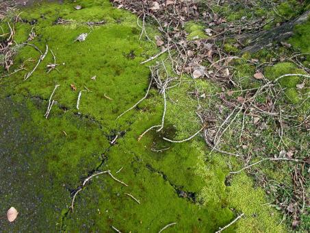 Green moss - Free Stock Photo