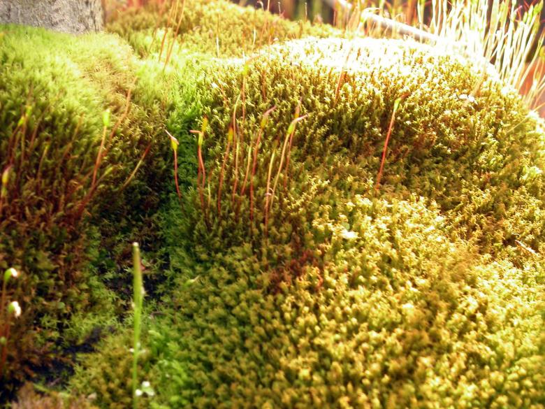 Free stock image of Green and yellow moss created by collin votrobeck