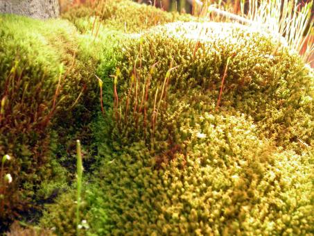 Green and yellow moss - Free Stock Photo