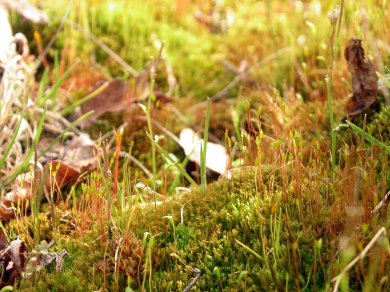 Free stock image of Grass and moss created by collin votrobeck