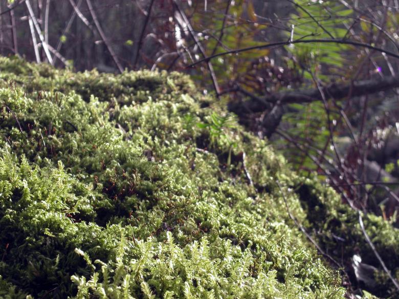 Free stock image of Moss and trees created by collin votrobeck