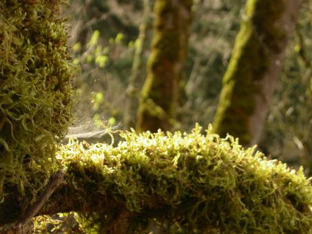 Moss and trees - Free Stock Photo