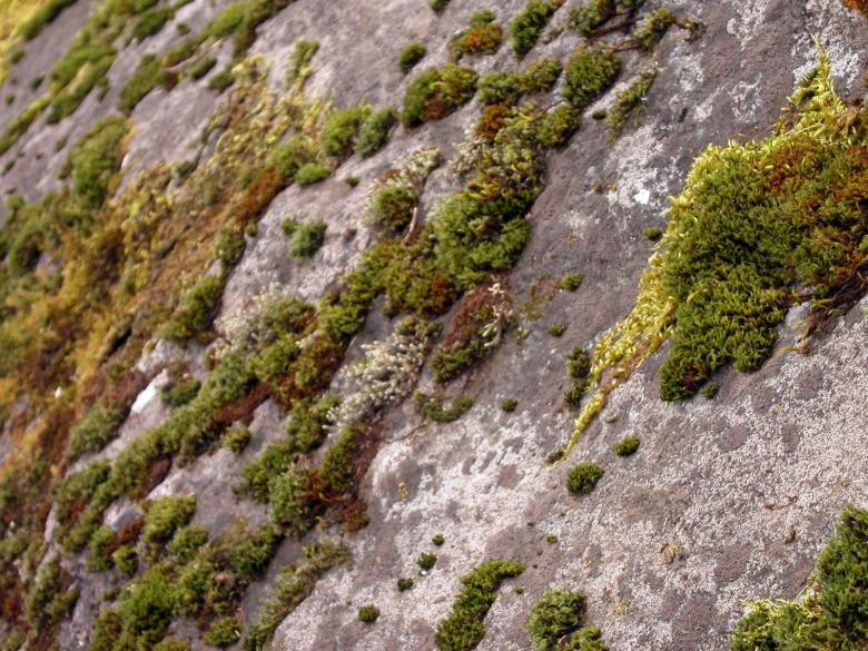 Free stock image of Moss on rocks created by collin votrobeck