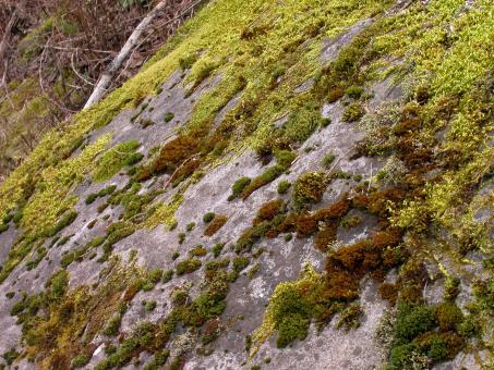 Moss on rocks - Free Stock Photo