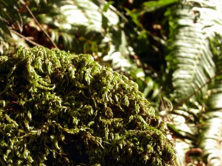 Green moss - Free Stock Photo