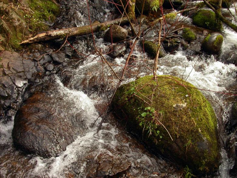 Free stock image of Water stream and branches created by collin votrobeck