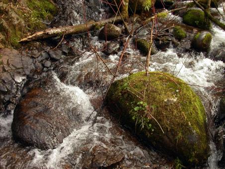 Water stream and branches - Free Stock Photo