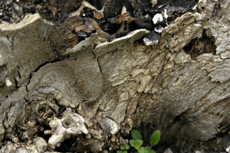 Free stock image of Tree bark created by Bjorgvin