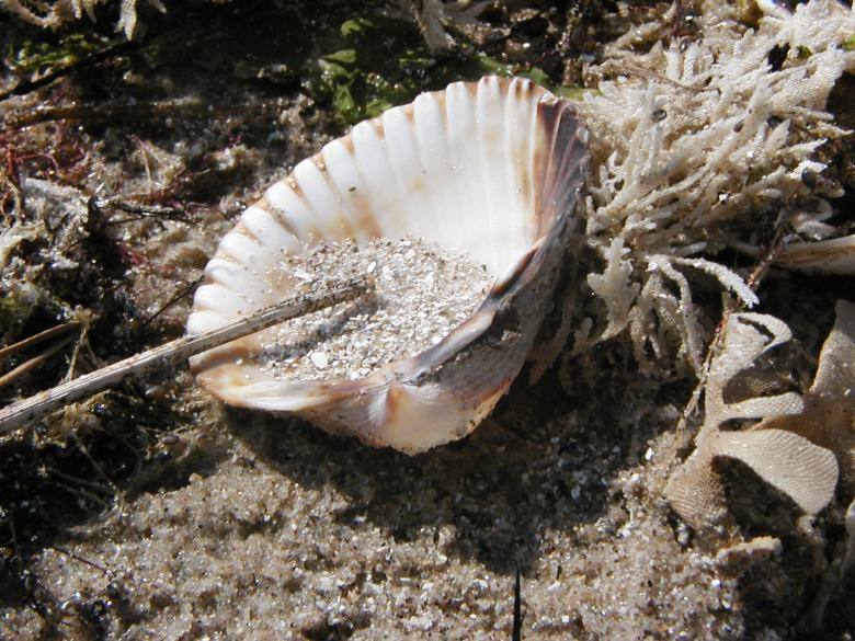 Free stock image of Sea Shell created by Bjorgvin