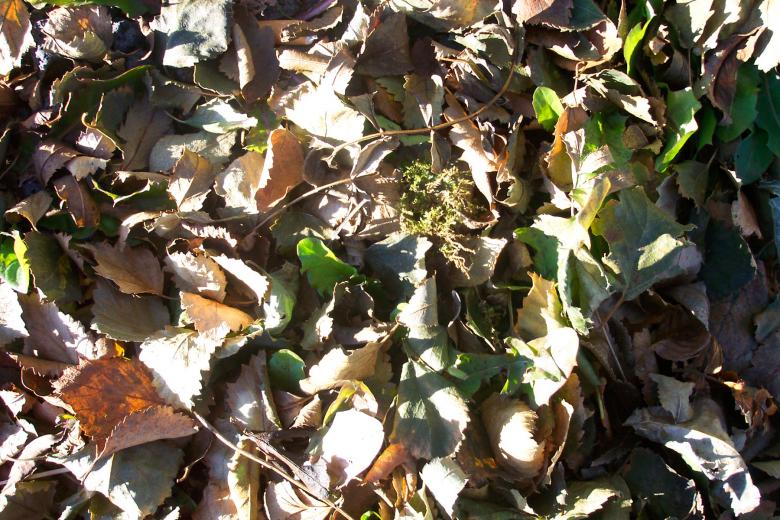Free stock image of Ground Texture created by Bjorgvin