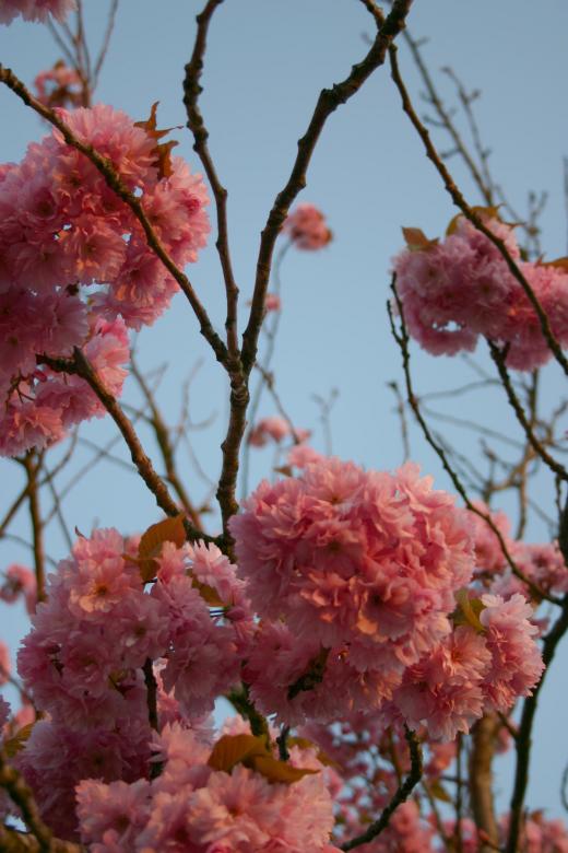 Free stock image of Pink roses created by Bjorgvin