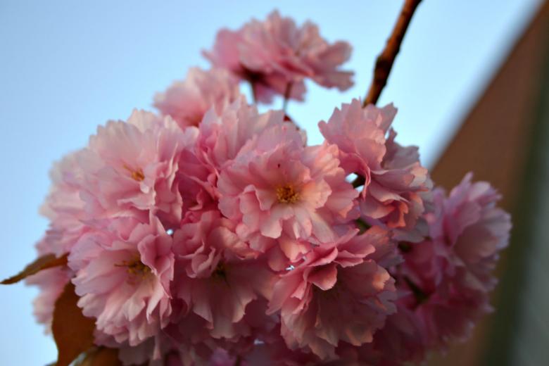 Free stock image of Pink Roses created by Bjorgvin