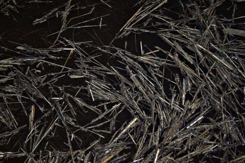 Free stock image of Wet grass and straws created by Bjorgvin