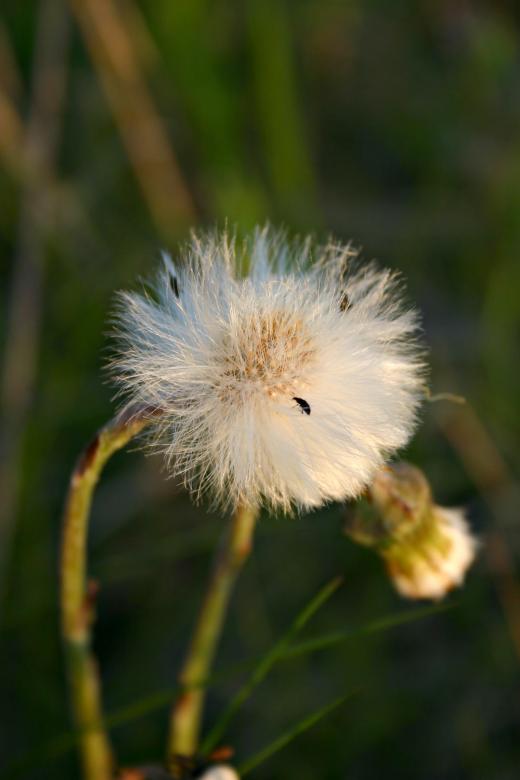 Free stock image of Furry flower created by Bjorgvin