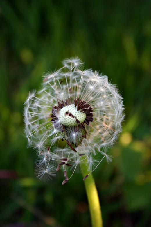 Free stock image of Dandelion created by Bjorgvin