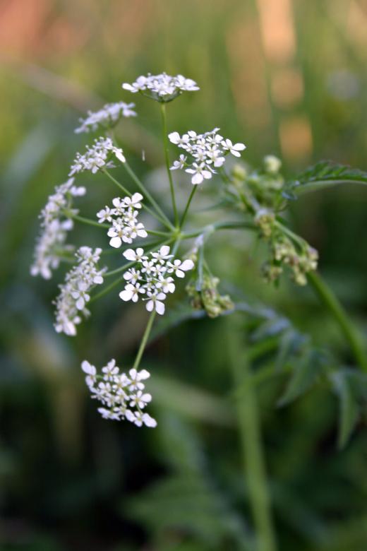 Free stock image of White flowers created by Bjorgvin
