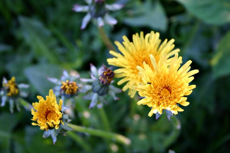 Free stock image of Yellow flowers created by Bjorgvin