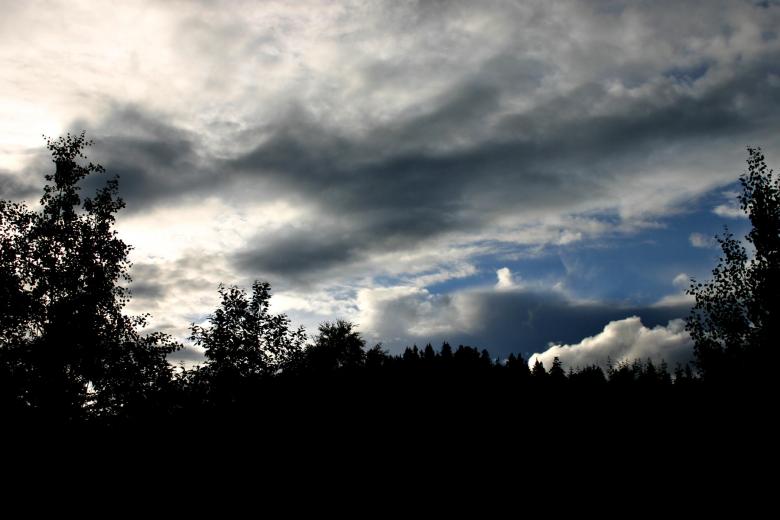 Free stock image of Trees agains a cloudy sky created by Bjorgvin