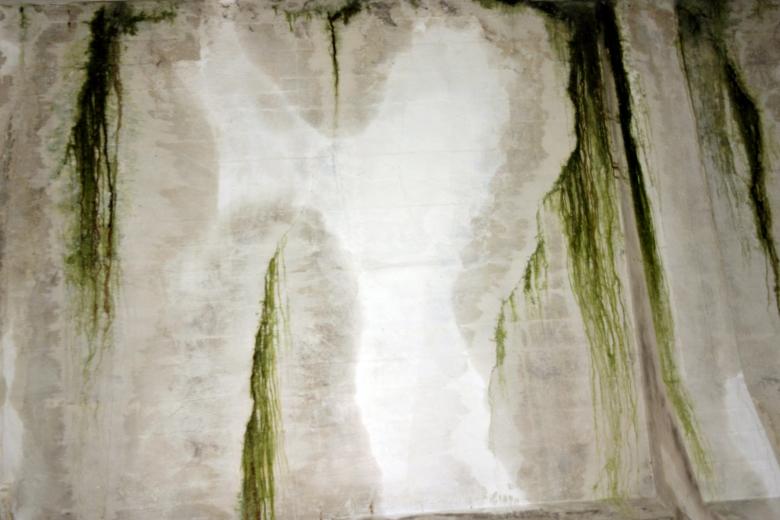 Free stock image of Green slimy concrete wall created by Bjorgvin