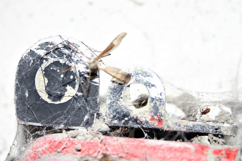 Free stock image of Dead crane fly created by Bjorgvin
