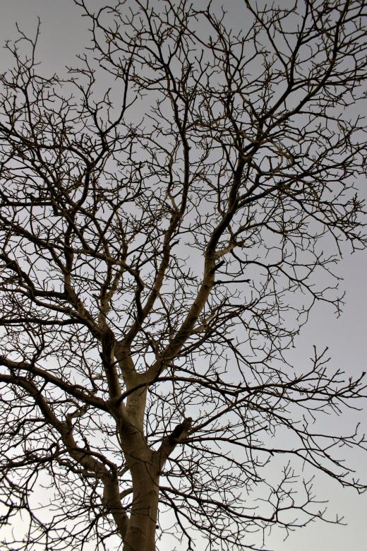 Free stock image of Tree against the sky created by Bjorgvin