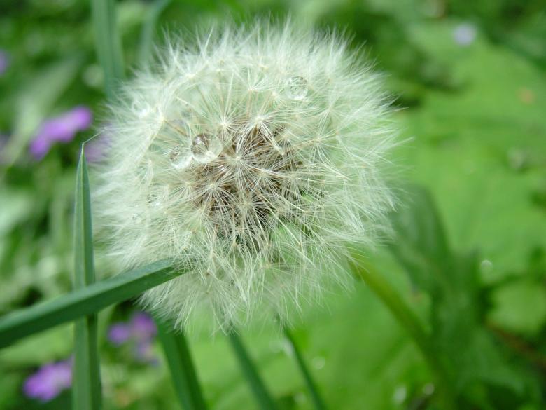 Free stock image of Dandelion created by ole kristen johansen