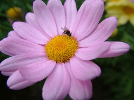 Purple flower