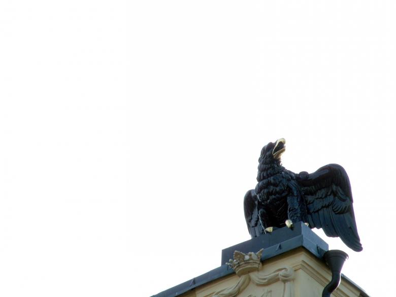 Free stock image of Eagle created by ole kristen johansen
