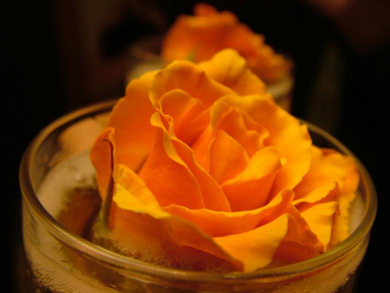Free stock image of Orange rose in container created by ole kristen johansen