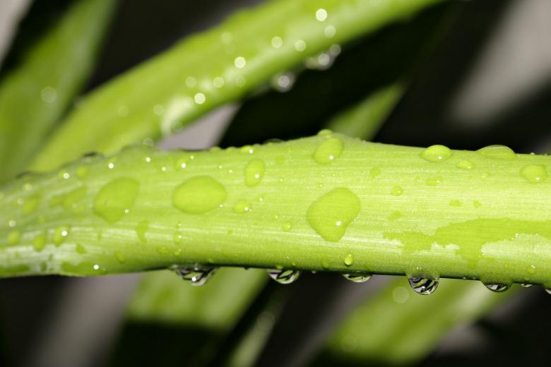 Free stock image of Green plant created by Bjorgvin