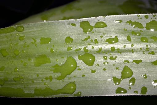Free Stock Photo of Water drops on green plant