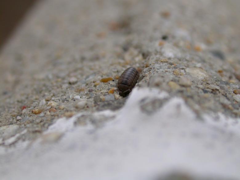 Free stock image of Larva created by raymond henry