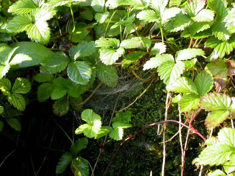 Free stock image of Leafs and spiderweb created by raymond henry