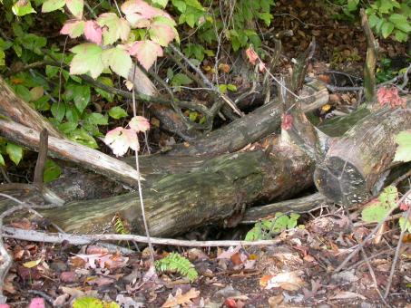 Free Stock Photo of Treestumps in the woods