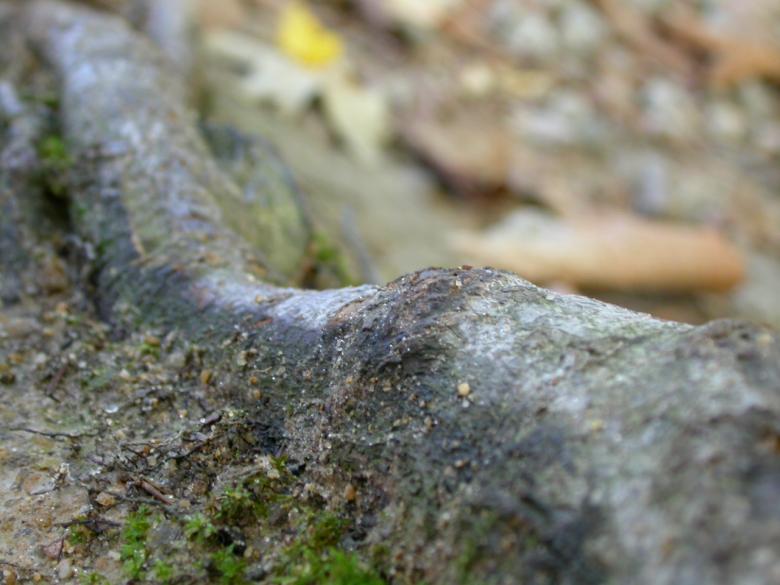 Free stock image of Wood texture created by raymond henry