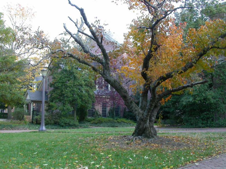 Free stock image of Tree infront of house created by raymond henry