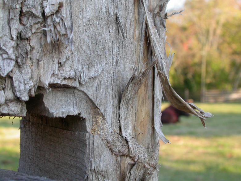 Free stock image of Old tree stump created by raymond henry