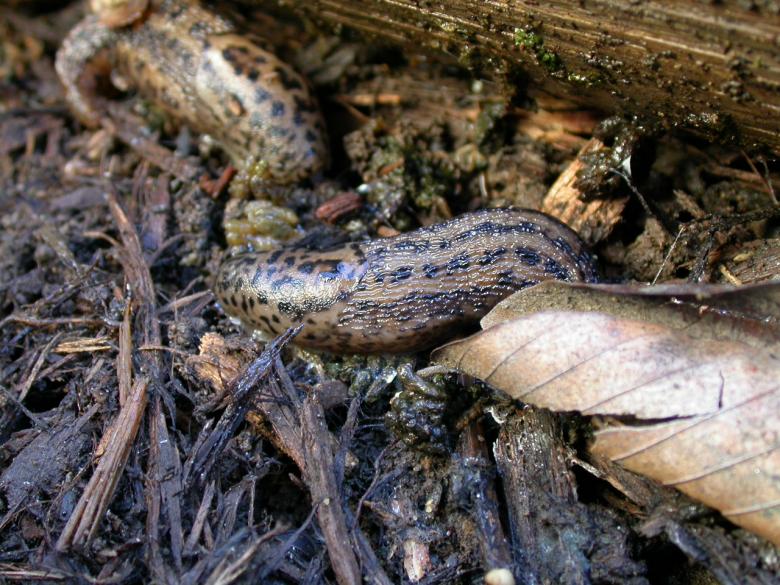 Free stock image of Slug created by raymond henry