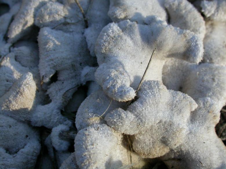Free stock image of Fungus created by raymond henry