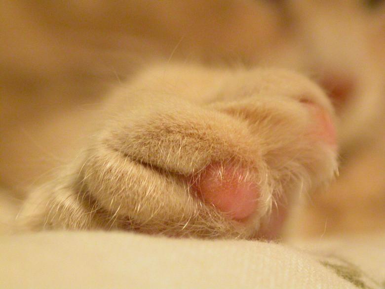 Free stock image of Cat paw created by raymond henry