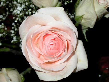 Free Stock Photo of Pink and white rose