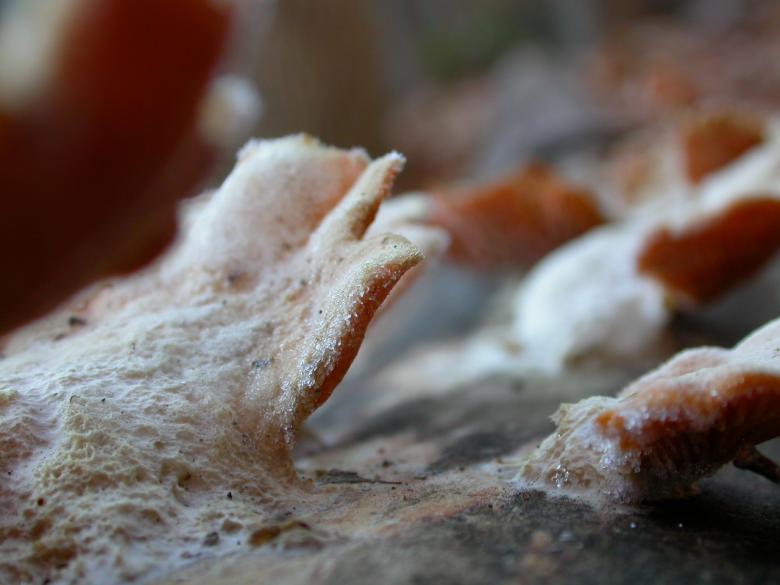 Free stock image of Fungus created by raymond henry