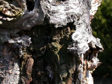 Free Stock Photo of Wood texture