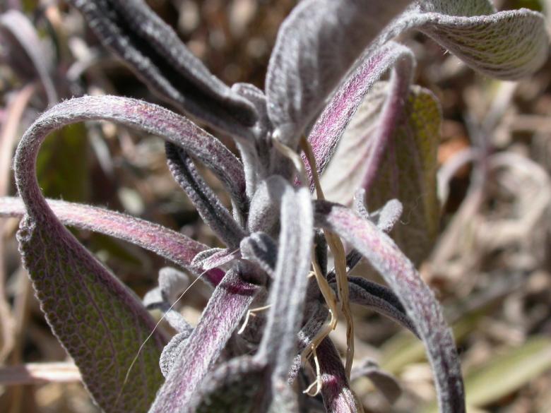 Free stock image of Hairy plant created by raymond henry