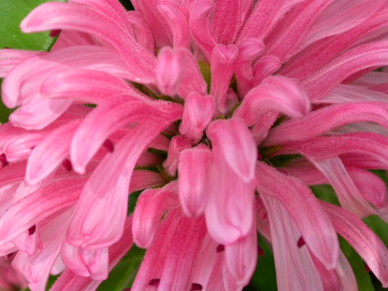 Free stock image of Pink flower created by raymond henry