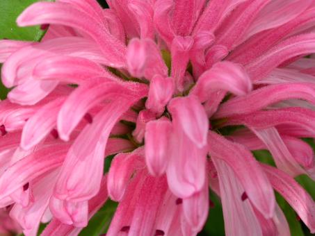 Free Stock Photo of Pink flower