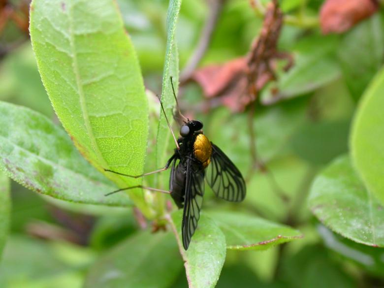 Free stock image of Black fly with a golden back created by raymond henry