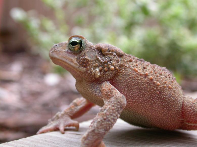 Free stock image of Frog created by raymond henry